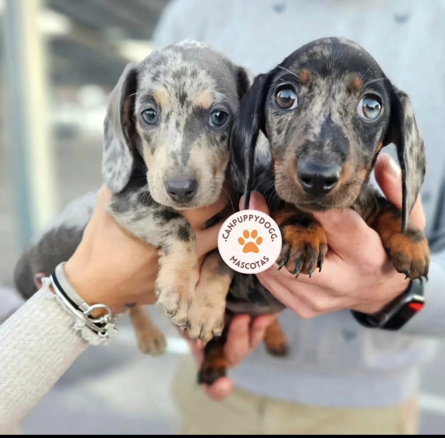 Dos cachorros teckel de Can Puppy Dog mostrados a cámara