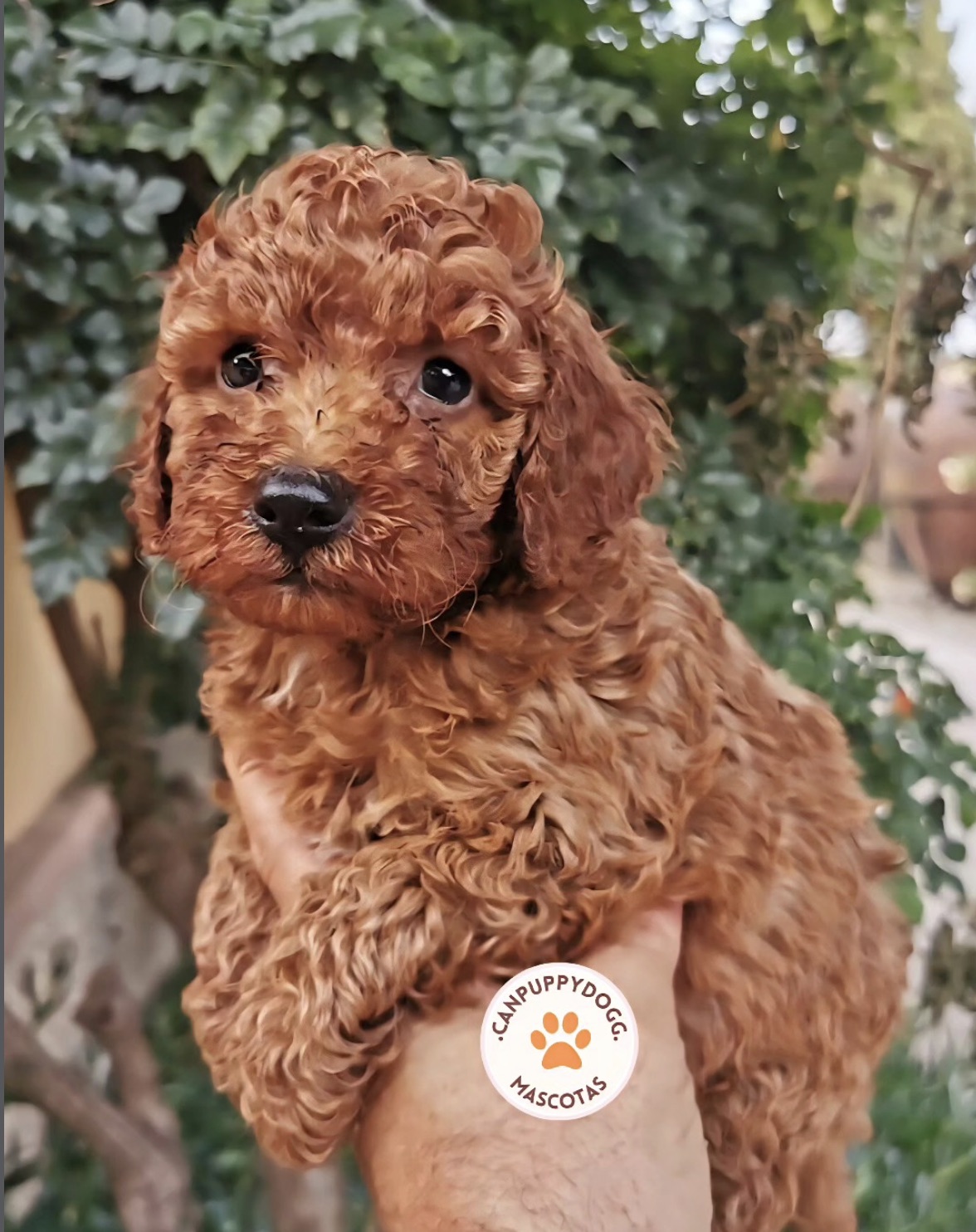 Cachorro caniche apricot de Can Puppy Dog en exterior