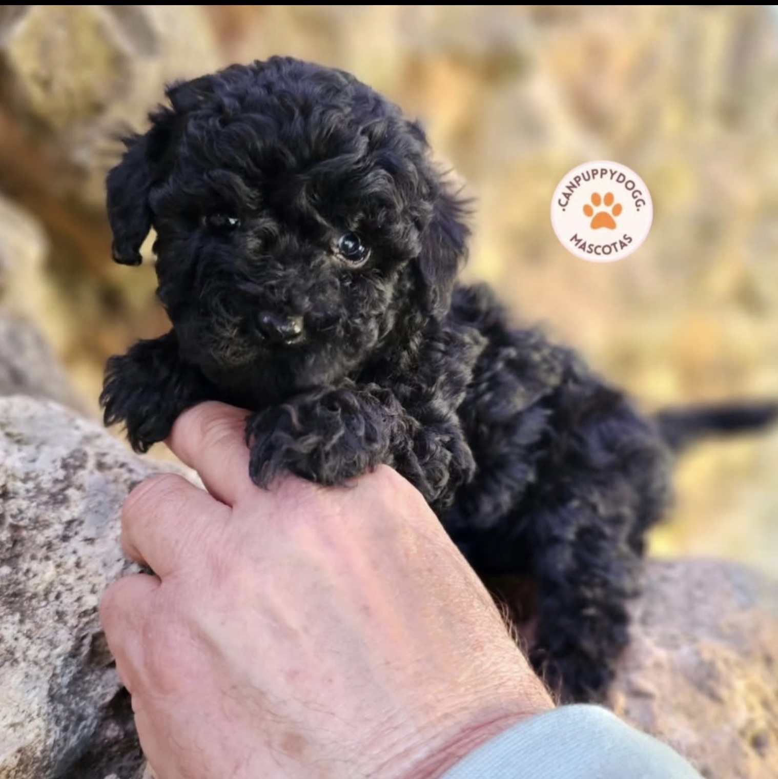 Cachorro caniche negro de Can Puppy Dog en manos
