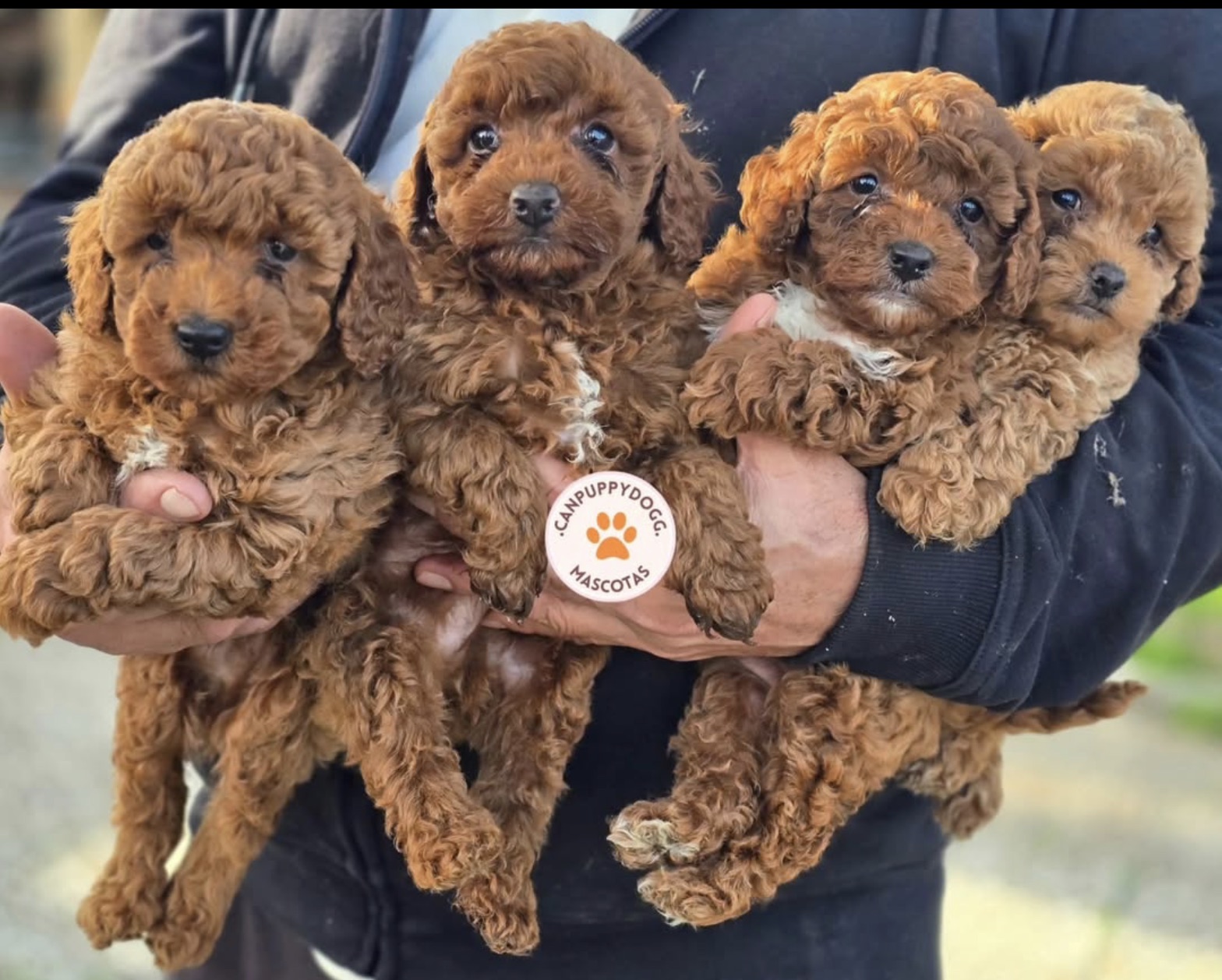 Camada de caniches apricot de Can Puppy Dog en brazos