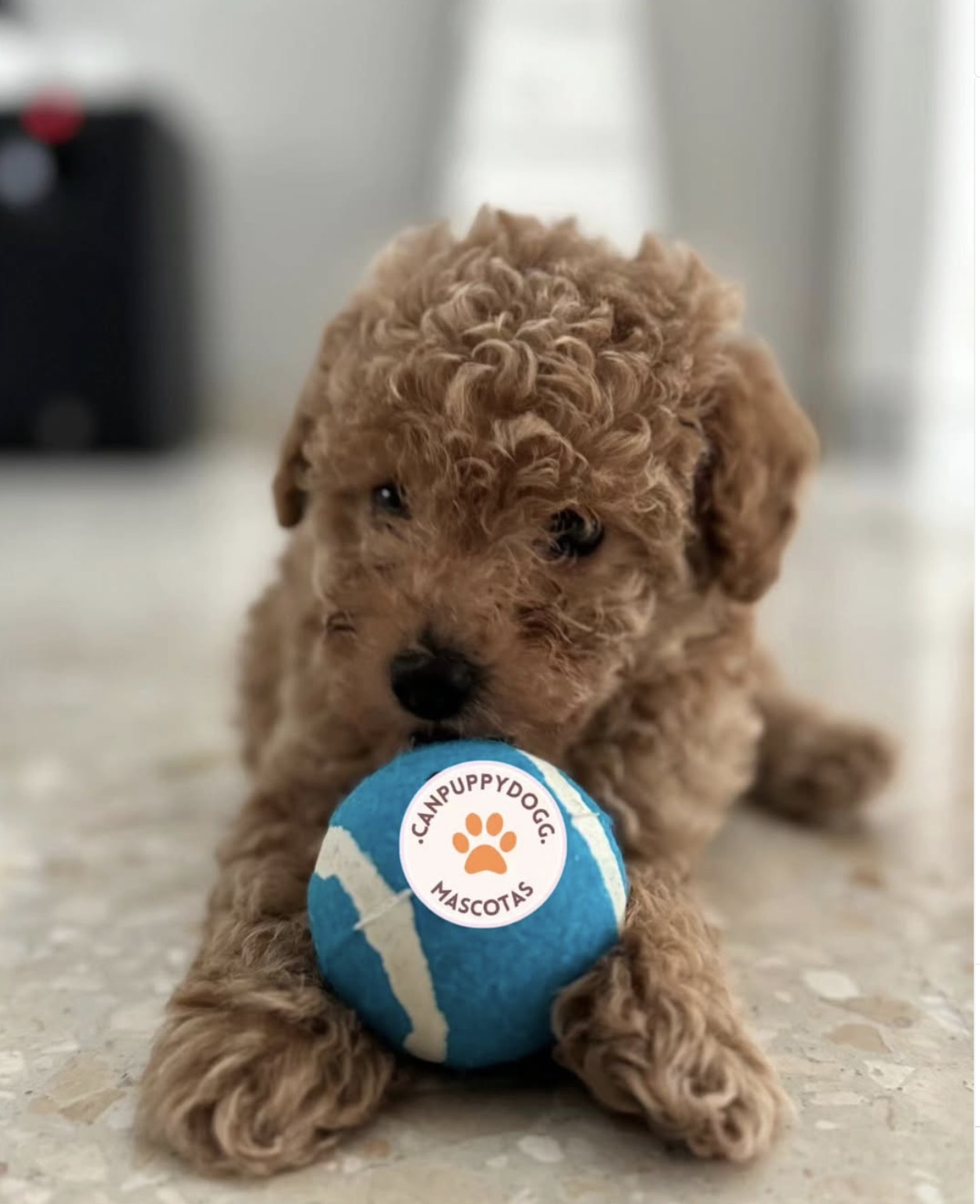 Cachorro caniche de Can Puppy Dog jugando con pelota